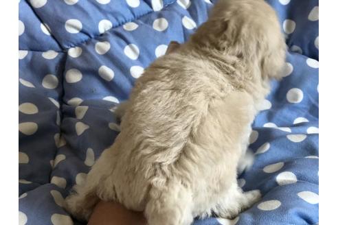 成約済の愛媛県のトイプードル-53351の2枚目